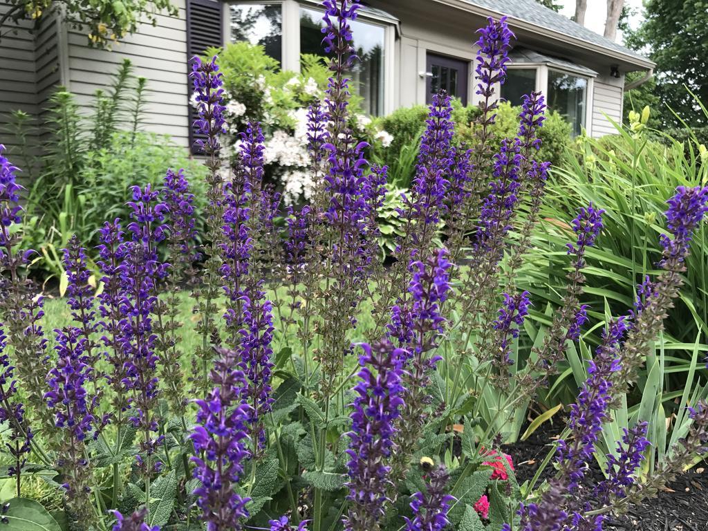 Dragonfly Guest House Ogunquit Buitenkant foto