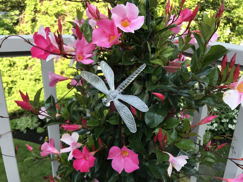 Dragonfly Guest House Ogunquit Buitenkant foto